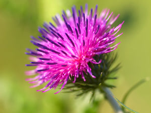 Great Burdock Seeds