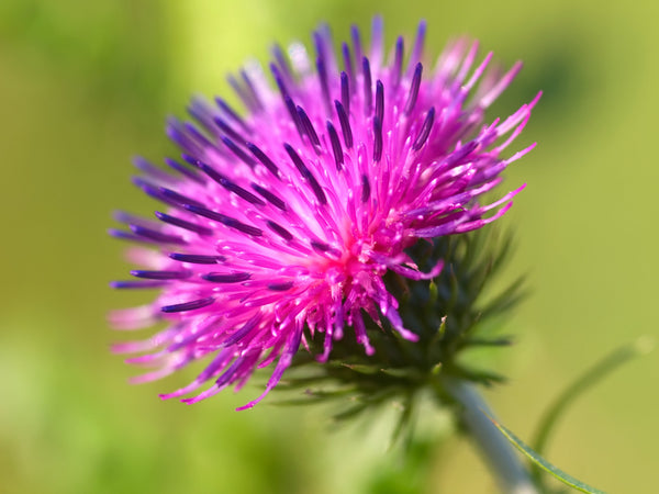 Great Burdock Seeds