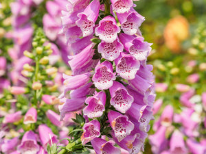 Pink Foxglove Seeds