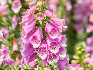 Pink Foxglove Seeds