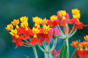 Sunset Milkweed Seeds