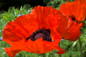 Oriental Red Mix Poppy Seeds