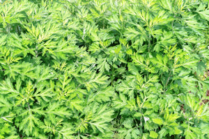 Japanese Mugwort Seeds