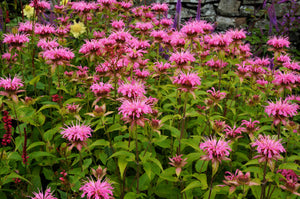 Dwarf Pink bee Balm Seeds