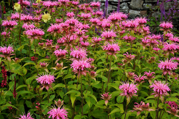 Dwarf Pink bee Balm Seeds
