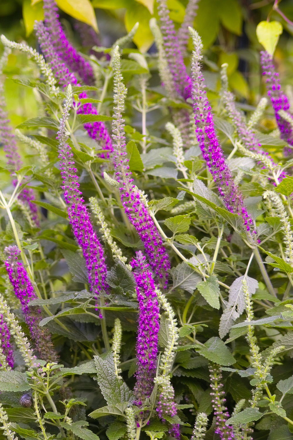 Purple Tails Wood Sage Seeds