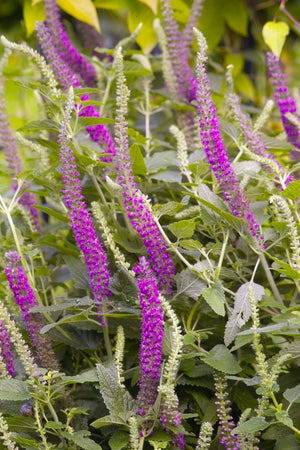 Purple Tails Wood Sage Seeds