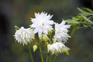 Tall Double Columbine Seeds (Mixed Colors)