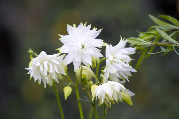 Tall Double Columbine Seeds (Mixed Colors)