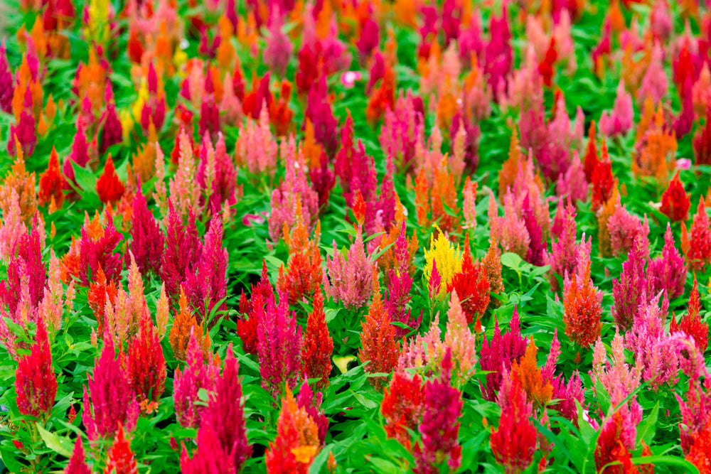 Celosia Pampas Plumes - Mix Seeds