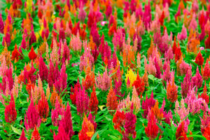 Celosia Pampas Plumes - Mix Seeds