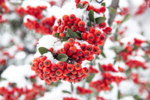 Scarlet Firethorn Bush Seeds