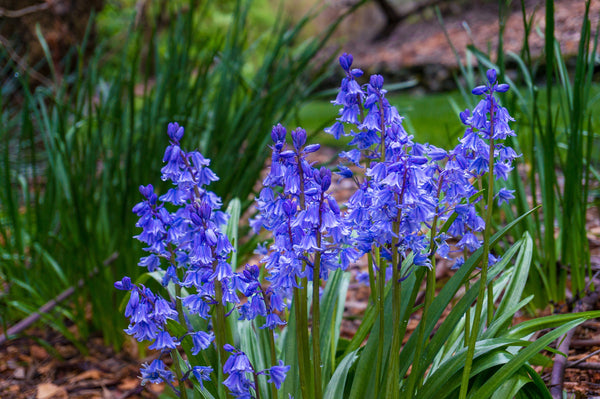 Wood Hyacinth Seeds