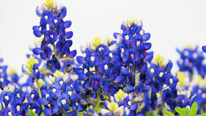 Texas Bluebonnet Lupine Seeds