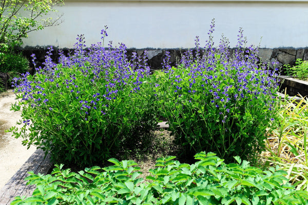 Blue Wild Indigo Seeds