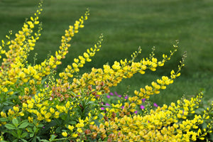 Yellow Wild Indigo Seeds