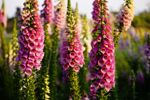 Pink Foxglove Seeds