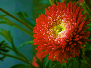 Scarlet Paeony Aster Seeds