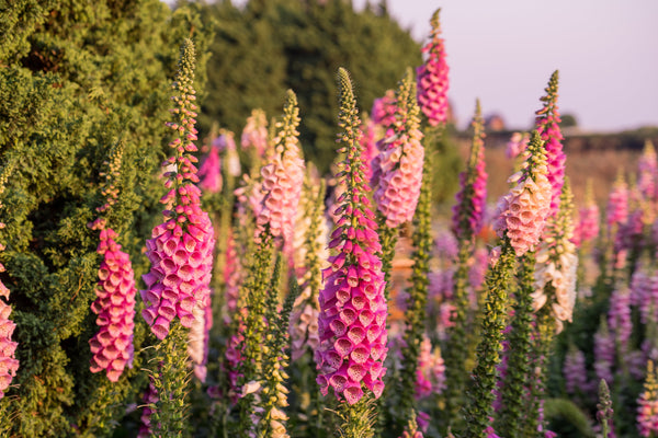 Pink Foxglove Seeds