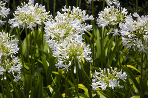 White Lily of the Nile Seeds