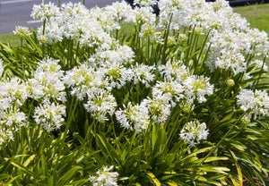 White Lily of the Nile Seeds