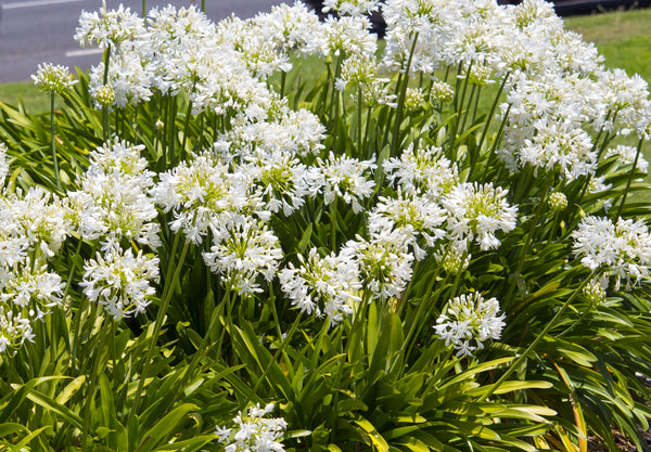 White Lily of the Nile Seeds