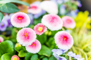 Strawberries & Cream English Daisy Seeds
