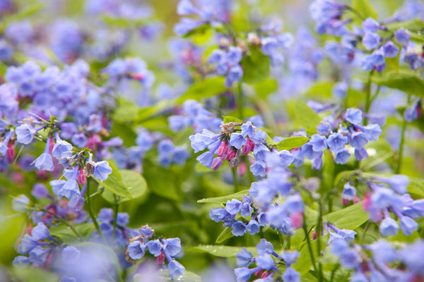 Virginia Bluebells Seeds
