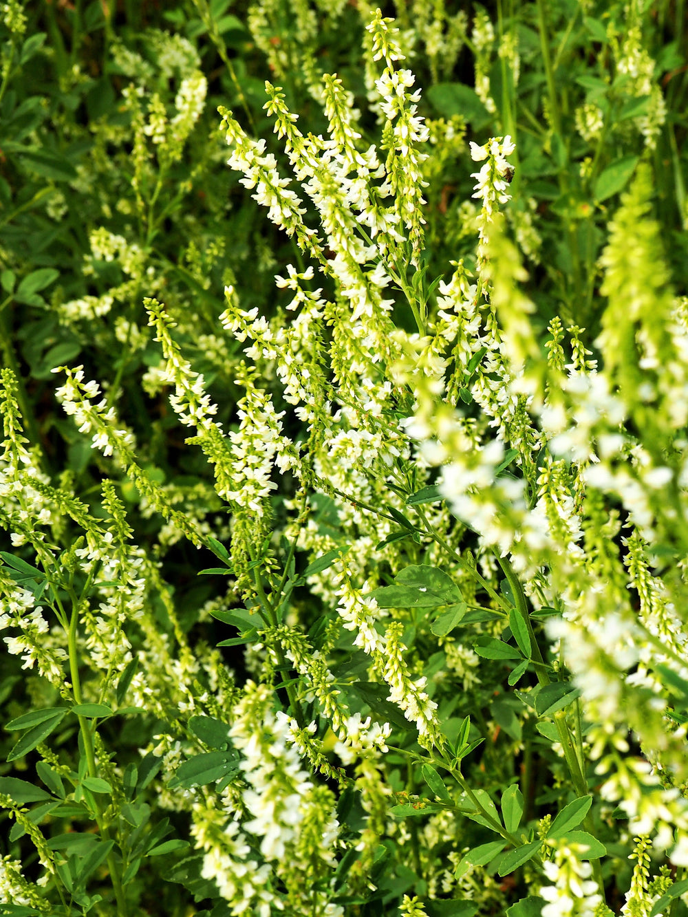 White Blossom Sweet Clover Flower Seeds (For Honey)