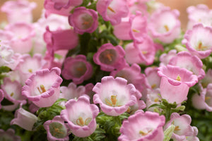 Rose Pink Canterbury Bells Seeds