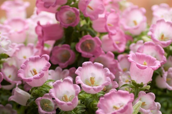 Rose Pink Canterbury Bells Seeds