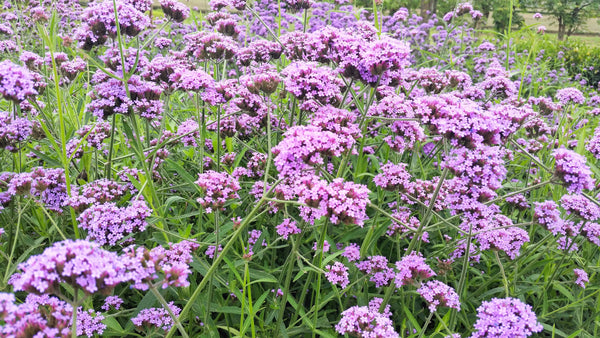 Common Vervain Seeds