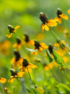 Clasping Coneflower Seeds