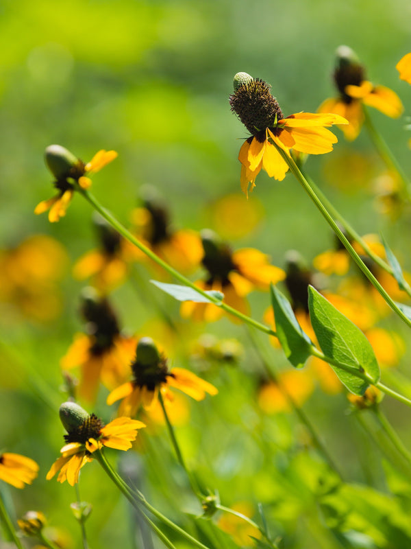 Clasping Coneflower Seeds
