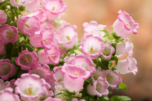 Rose Pink Canterbury Bells Seeds