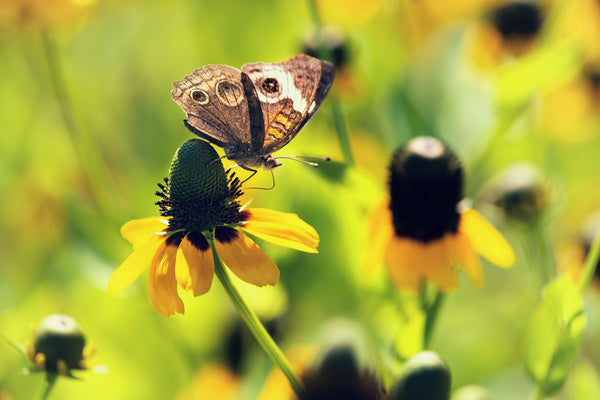 Clasping Coneflower Seeds
