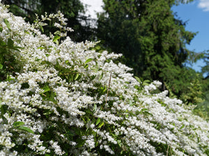 European Privet Seeds