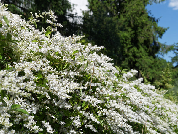European Privet Seeds