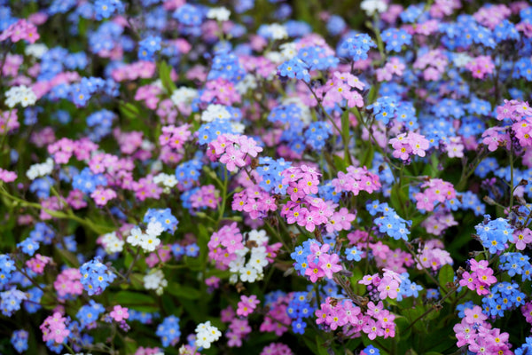 Forget Me Not Seeds - Mix