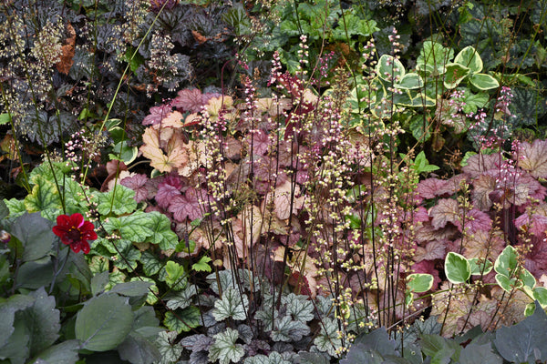 Palace Purple Heuchera Seeds