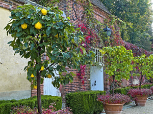 Common Culinary Quince Seeds