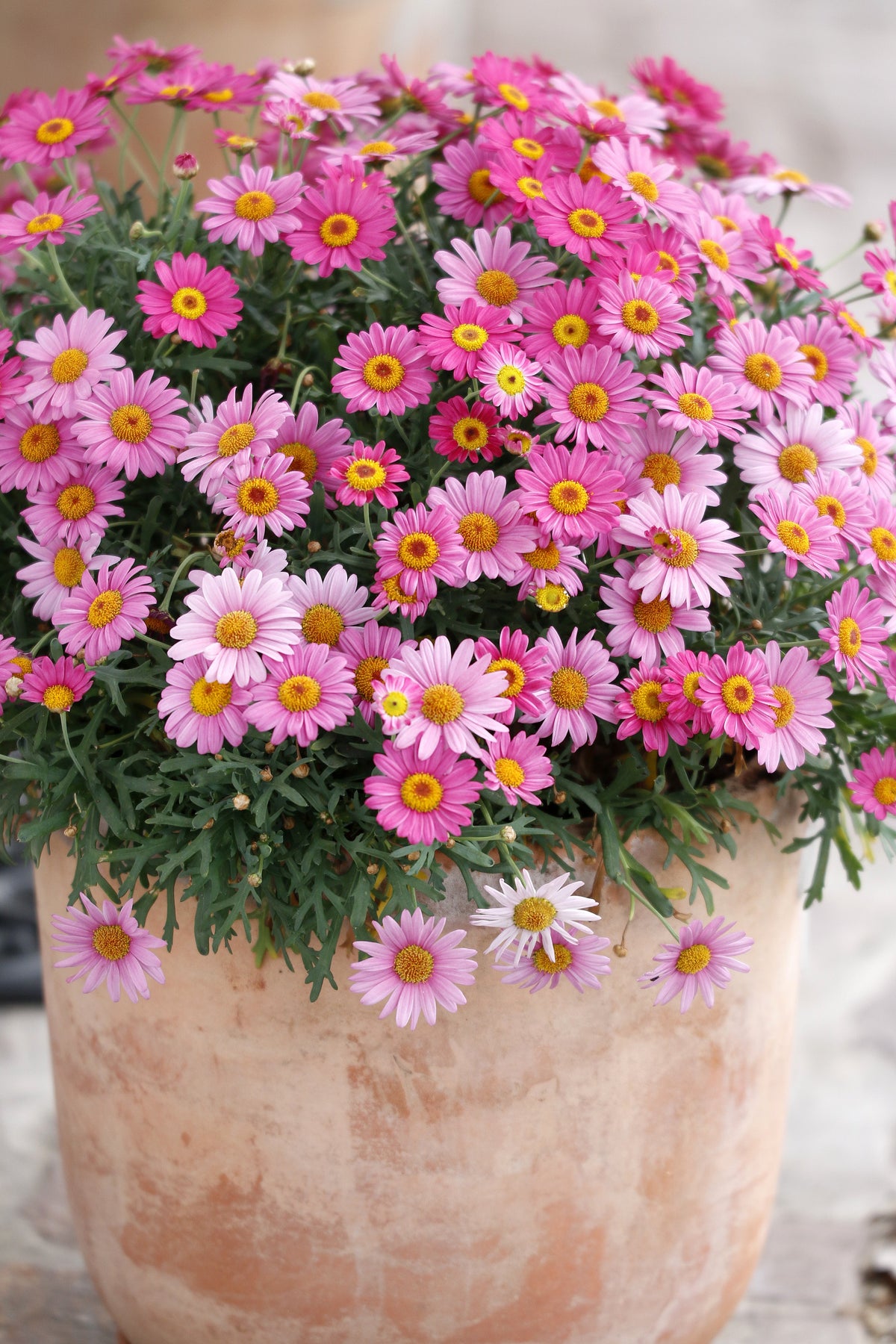 Edmonds Daisy Color Robinson's Daisy Seeds
