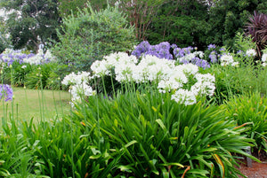 White Lily of the Nile Seeds