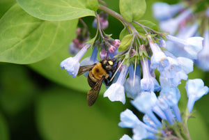 Virginia Bluebells Seeds