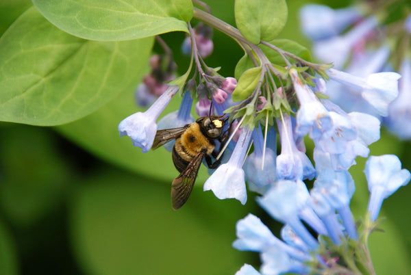 Virginia Bluebells Seeds