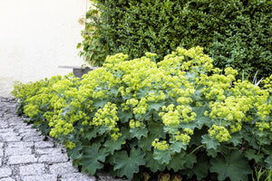Lady's Mantle Seeds