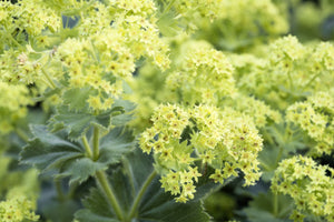 Lady's Mantle Seeds