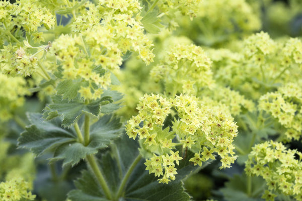 Lady's Mantle Seeds