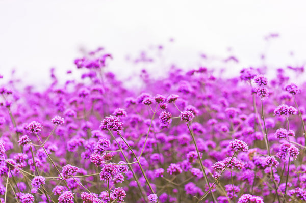 Common Vervain Seeds