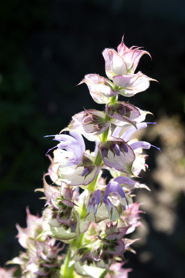 White Swan Clary Sage Seeds